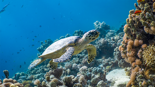 Turtle swimming near a coral reef in clear blue water