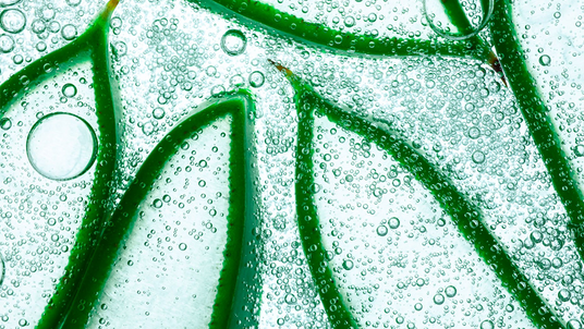 Close-up of water droplets on green leaves